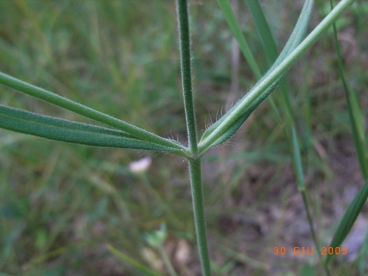 Dipsacaceae - Knautia sp.
